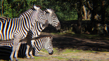 Three of a Kind - Free image #348353